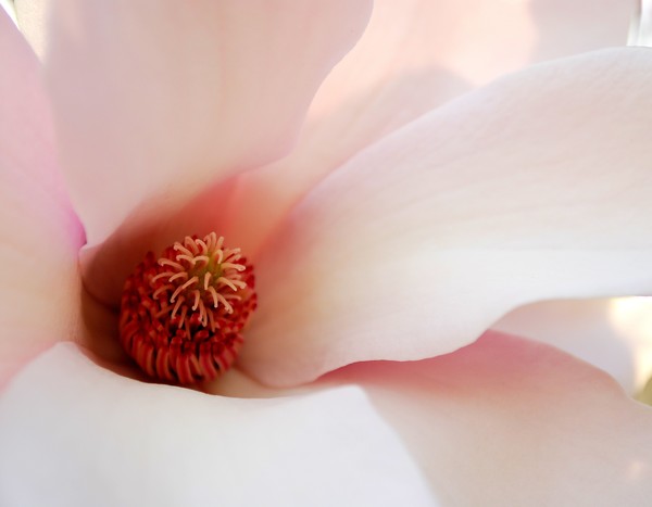 Magnolia