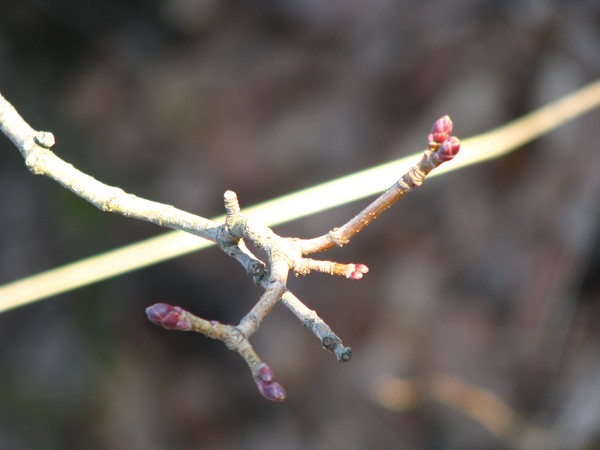 2010 series/spring nature