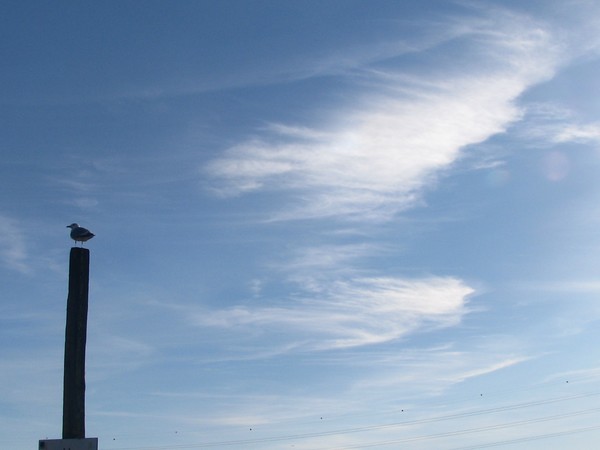 WINDS OF HEAVEN..