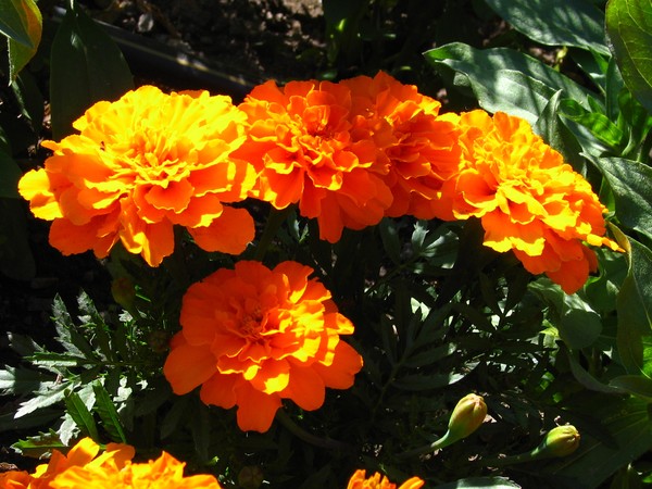 Mid...Summerjoys