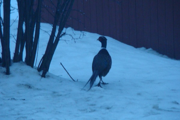 pheasantb