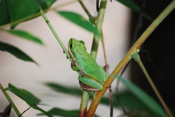 Kermit 2