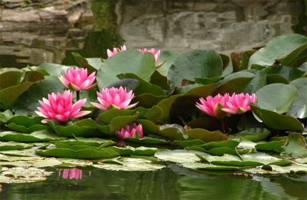 Water Lilies near Saddle River NJ