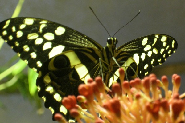 My Butterfly Collection