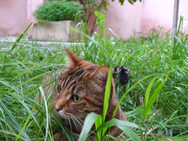 FiFi