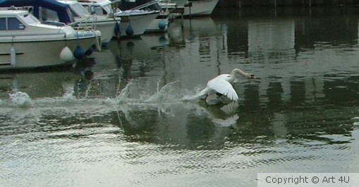 Swan.Landing