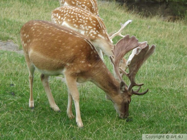 Bradgate Deer