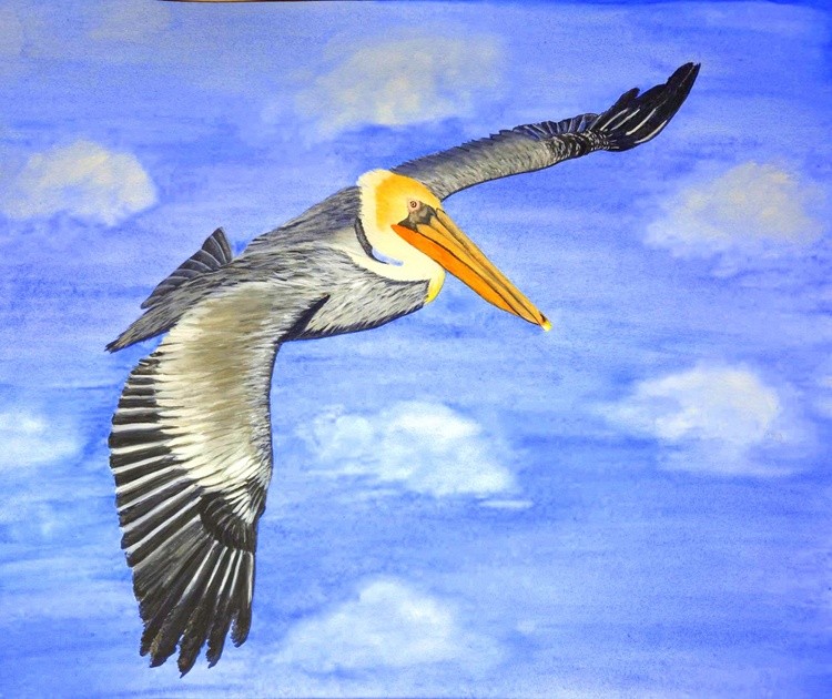 Soaring pelican