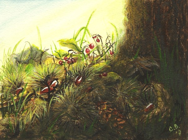 1 out of 12 'Dutch Forest'