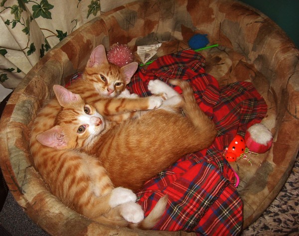 kittenstryintosleep