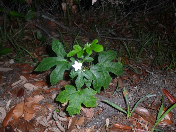 Stinging Nettle Variety 3