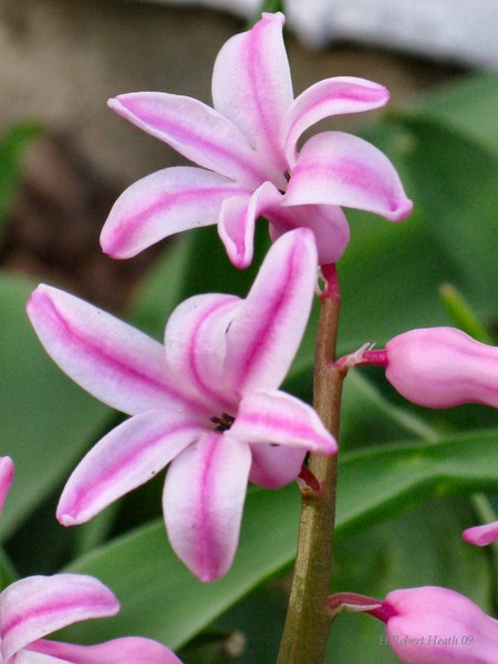 For The Love Of Spring 3