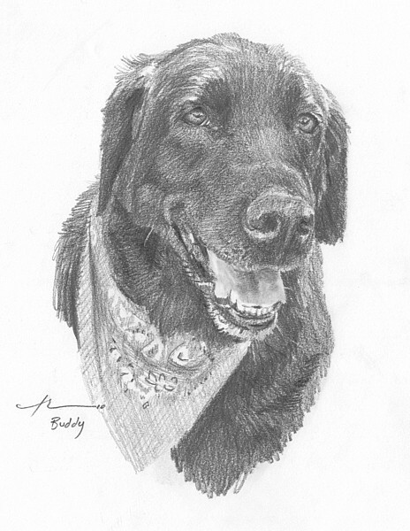 black lab dog portrait