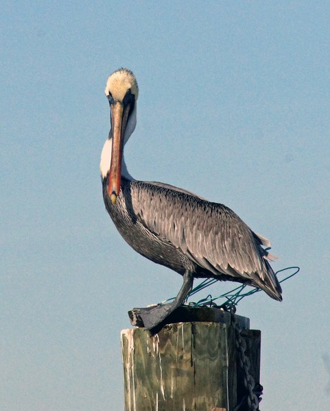 Pelican 1/2/2012