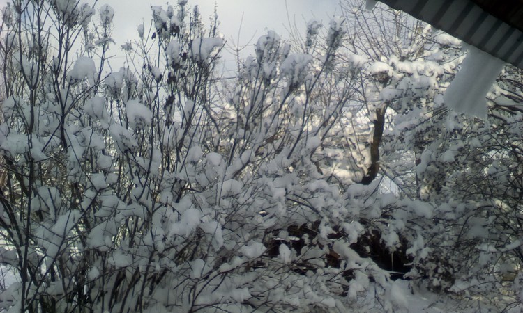Winter landscape