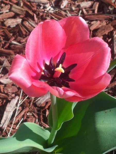 Pink Tulip