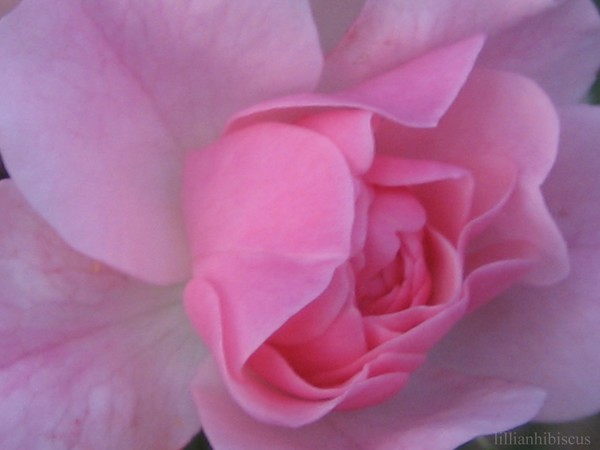 Tiny Pink Rose Macro