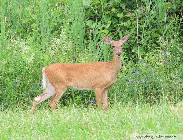 deer