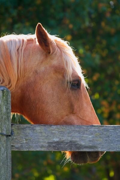 Composition with Horse and Rail