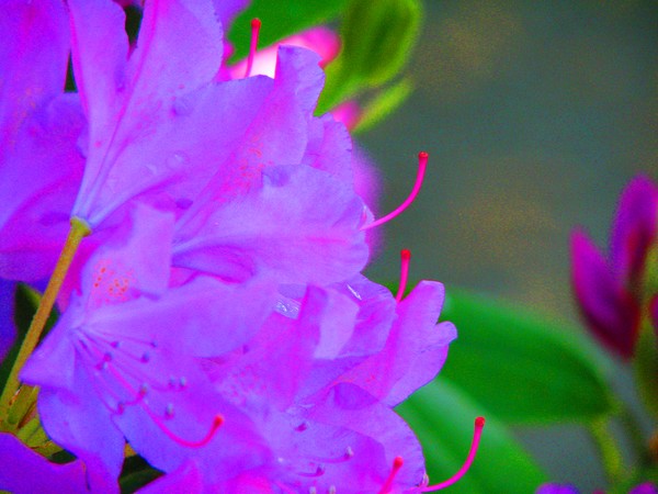 Azalias8