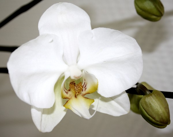 Orchid