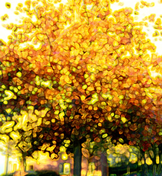 Autumn Tree
