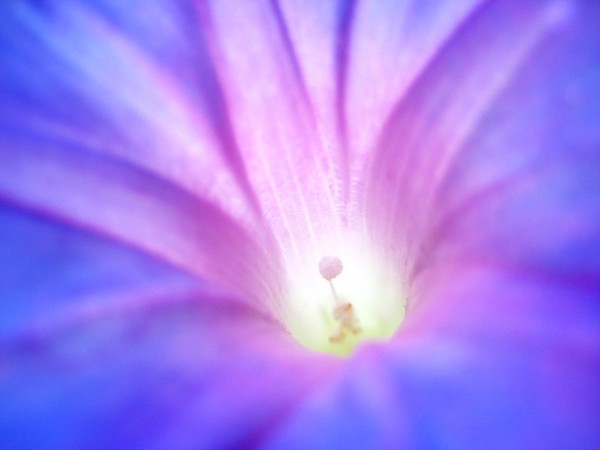 This Is Morning Glory