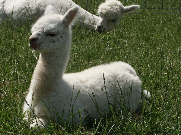 White cria (baby alpaca)