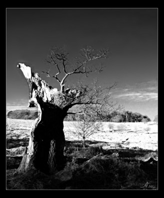 infratree