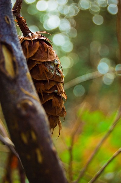 pinecone