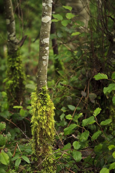 Small Tree