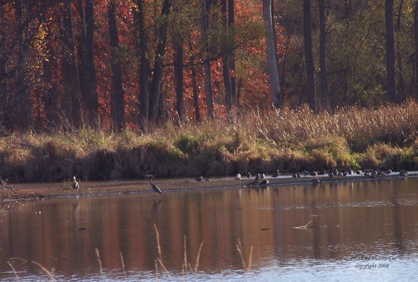 Wetlands