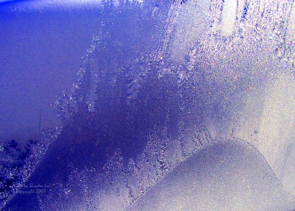 Jack Frost surfing
