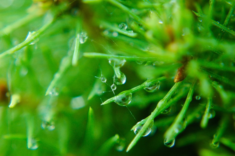 Morning Dew