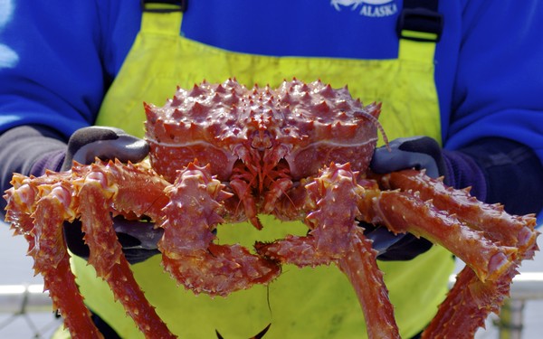 Live Alaskan King Crab