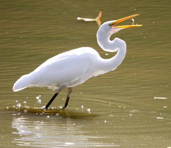 Egret Fish-Flip