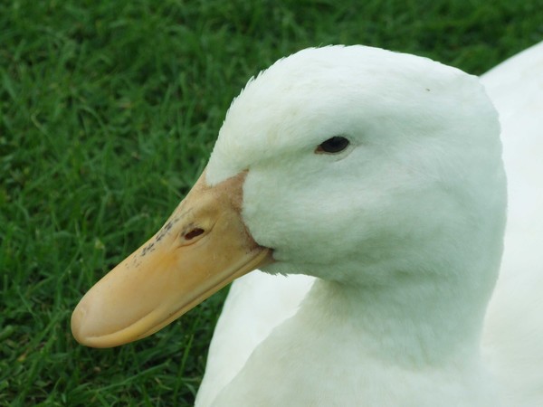 Whitby Duck