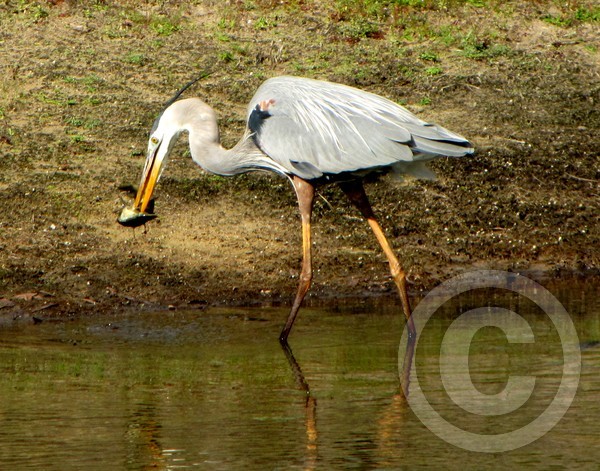 Heron sequence 2