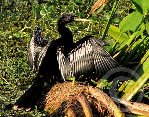 Anhinga wingspread!
