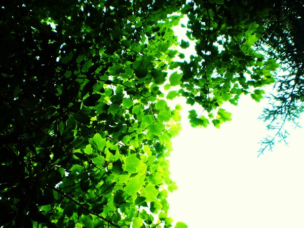 tree