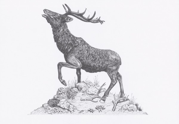 Stag