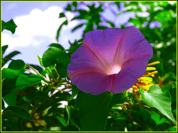 Purple flower