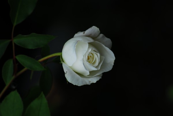 Simplicity