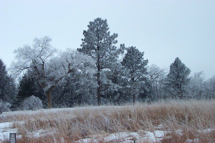 Hoar Frost 23