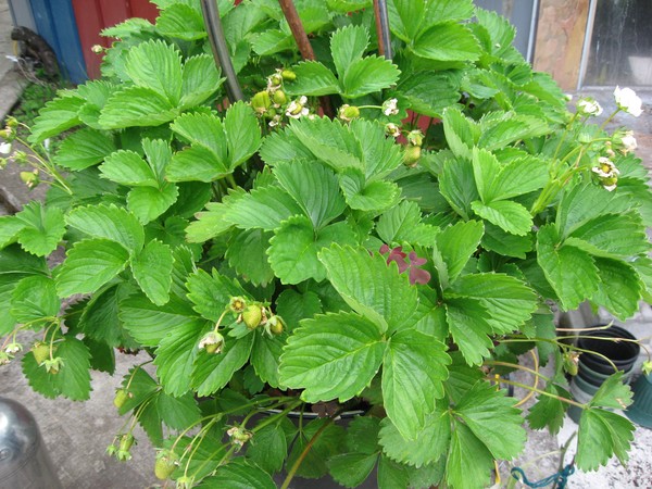 Strawberries for Trixi