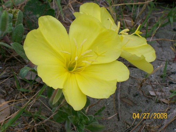 yellow flower