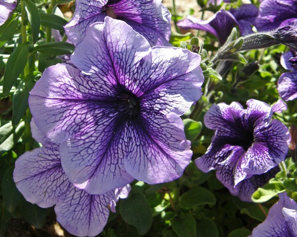 Purple Floral