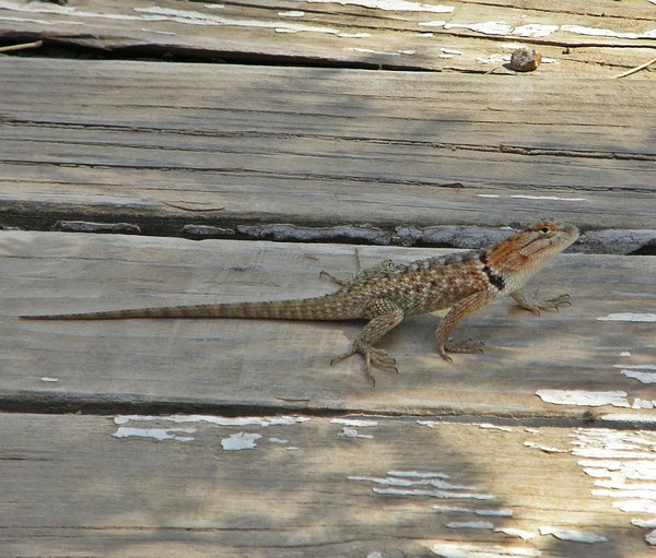 Lizard With Baby On Her Back