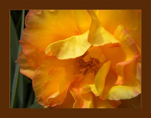 yellow pleasure