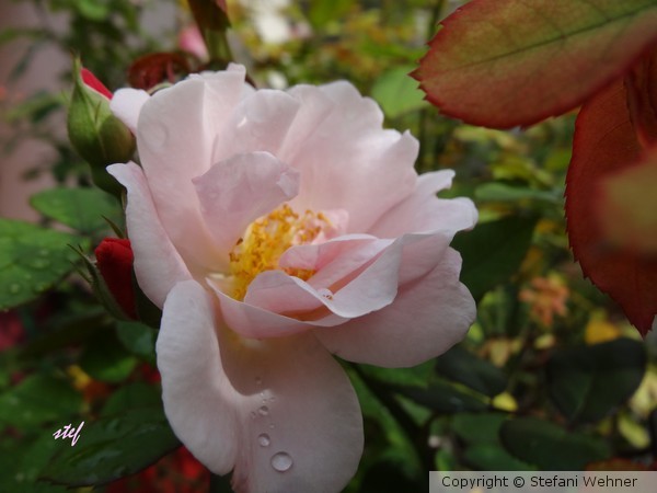 rose'n fall